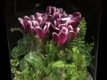 CYCLAMEN TERRARIUM CYCLAMEN TERRARIUM