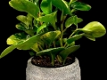 PEPEROMIA PEPEROMIA