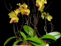 PETITE ORCHID GARDEN PETITE ORCHID GARDEN