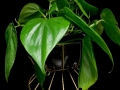 PHILODENDRON PHILODENDRON