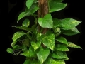 POTHOS TOTHEM POTHOS TOTHEM