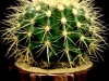 ROSE GOLD BARREL CACTUS ROSE GOLD BARREL CACTUS