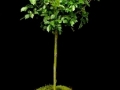 ROSE TOPIARY ROSE TOPIARY