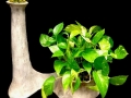 SCULPTURAL POTHOS SCULPTURAL POTHOS
