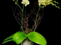 SPRING ORCHID SPRING ORCHID