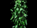 SWISS CHEESE MONSTERA POLE SWISS CHEESE MONSTERA POLE