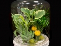 TERRARIUM TERRARIUM