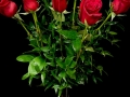 DELUXE ROSE DELUXE ROSE