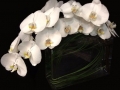 ORCHID ELEGANCE ORCHID ELEGANCE