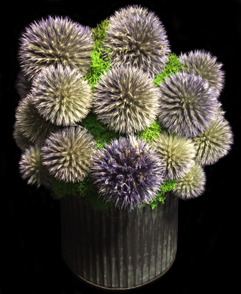 BLUE THISTLE ZINC BLUE THISTLE ZINC