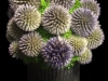 BLUE THISTLE ZINC BLUE THISTLE ZINC