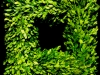 SQUARE BOXWOOD WREATH SQUARE BOXWOOD WREATH