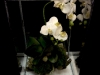 FAUX ORCHID TERRARIUM FAUX ORCHID TERRARIUM