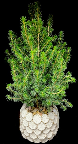 ALBERTA SPRUCE ALBERTA SPRUCE