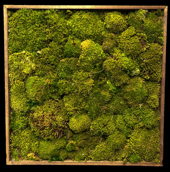 PRESERVED MOSS WALL PRESERVED MOSS WALL