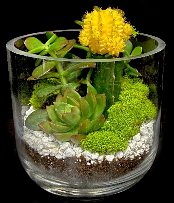 MOON CACTUS TERRARIUM MOON CACTUS TERRARIUM