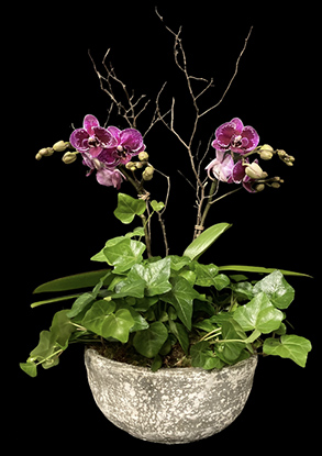 PETITE ORCHID GARDEN PETITE ORCHID GARDEN