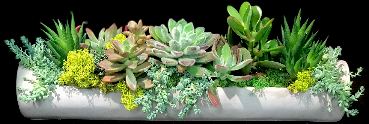 SUCCULENT GARDEN SUCCULENT GARDEN