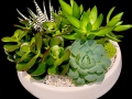 SUCCULENT MEDLEY SUCCULENT MEDLEY