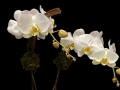 CLASSIC ORCHID CLASSIC ORCHID