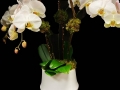 ORCHID FUSION ORCHID FUSION