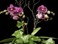 PETITE ORCHID GARDEN PETITE ORCHID GARDEN