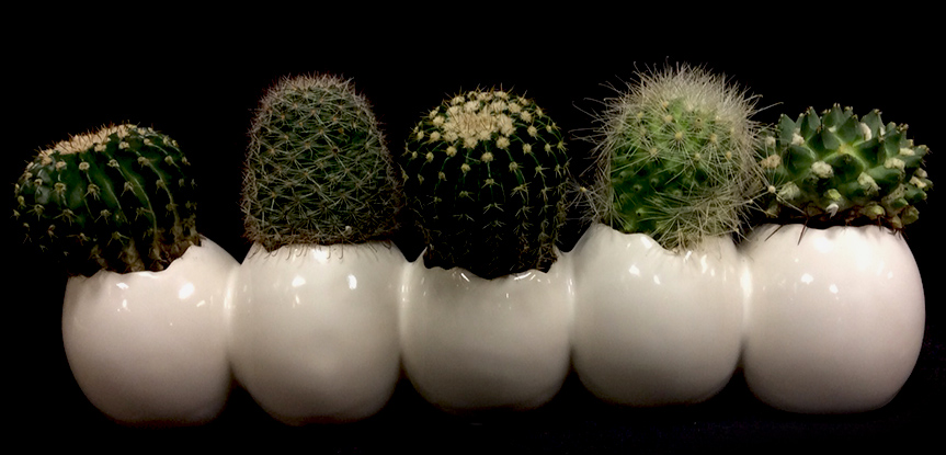 CACTUS EGG CACTUS EGG