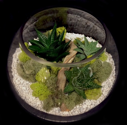 DESERT CACTUS TERRARIUM DESERT CACTUS TERRARIUM