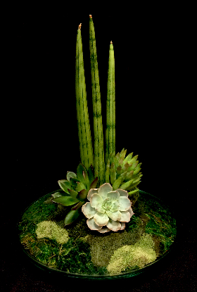 DISH GARDEN DISH GARDEN