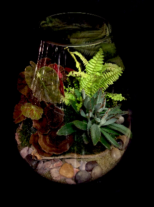 WOODLAND TERRARIUM WOODLAND TERRARIUM