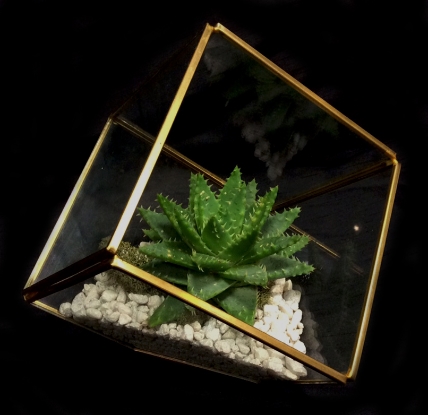 GEOMETRIC SUCCULENT GEOMETRIC SUCCULENT