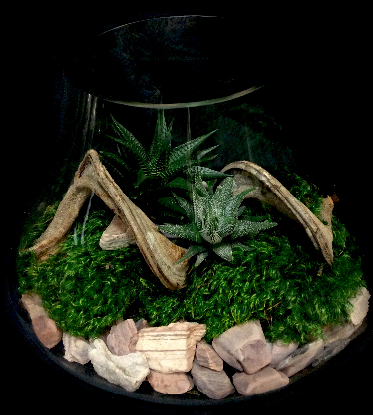 HAND BLOWN GLASS SUCCULENT TERRARIUM HAND BLOWN GLASS SUCCULENT TERRARIUM