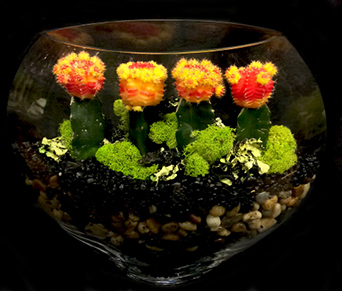 MOON TERRARIUM MOON TERRARIUM