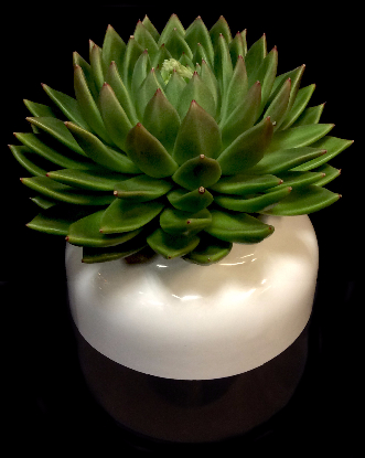 ROSE GOLD SUCCULENT ROSE GOLD SUCCULENT