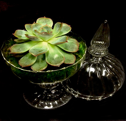 SUCCULENT APOTHECARY SUCCULENT APOTHECARY