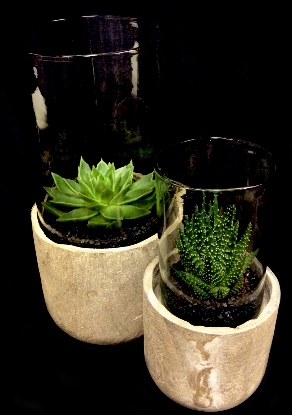 SUCCULENT HURRICANE SUCCULENT HURRICANE
