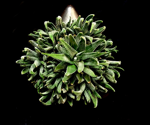 TEARDROP SUCCULENT TEARDROP SUCCULENT