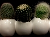 CACTUS EGG CACTUS EGG