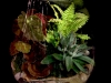 WOODLAND TERRARIUM WOODLAND TERRARIUM