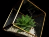 GEOMETRIC SUCCULENT GEOMETRIC SUCCULENT