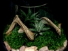 HAND BLOWN GLASS SUCCULENT TERRARIUM HAND BLOWN GLASS SUCCULENT TERRARIUM