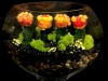 MOON TERRARIUM MOON TERRARIUM