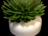 ROSE GOLD SUCCULENT ROSE GOLD SUCCULENT