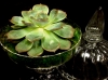 SUCCULENT APOTHECARY SUCCULENT APOTHECARY