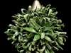 TEARDROP SUCCULENT TEARDROP SUCCULENT