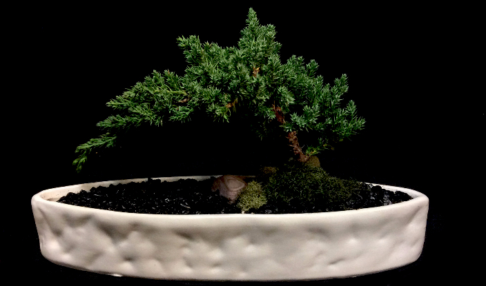 BONSAI BONSAI
