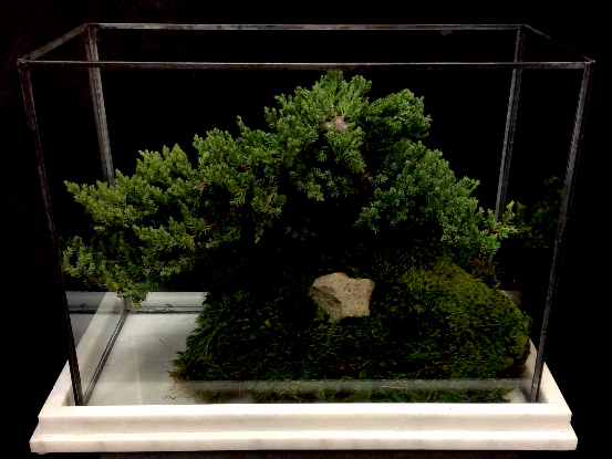 MARBLE GLASS BONSAI TERRARIUM MARBLE GLASS BONSAI TERRARIUM