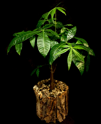 MONEY TREE IN BARK POT MONEY TREE IN BARK POT