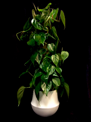 POTHOS PLANT POTHOS PLANT