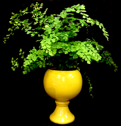 RETRO MAIDENHAIR FERN RETRO MAIDENHAIR FERN